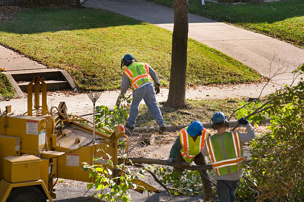 Best Tree Maintenance Programs  in Plainfield Village, CT