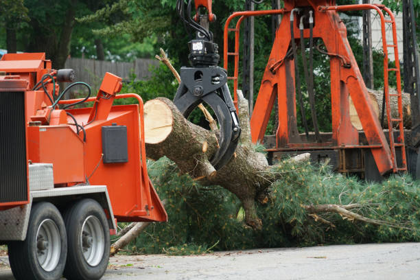 Best Tree Maintenance Programs  in Plainfield Village, CT